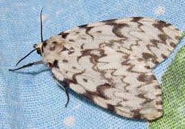 Attēlu rezultāti vaicājumam “Lymantria monacha pupa”