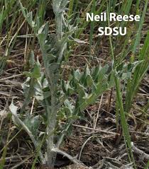 Attēlu rezultāti vaicājumam “Cirsium acaule leaf”
