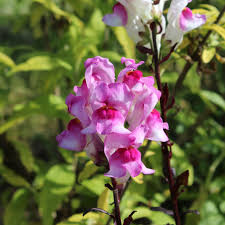 Attēlu rezultāti vaicājumam “Antirrhinum majus leaf”