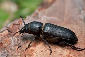 Attēlu rezultāti vaicājumam “Spondylis buprestoides”