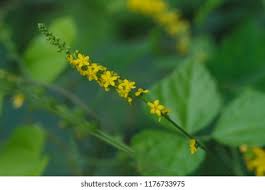 Attēlu rezultāti vaicājumam “Agrimonia pilosa leaf”