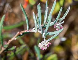 Attēlu rezultāti vaicājumam “Andromeda polifolia fruit”