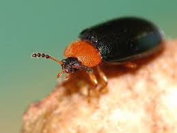 Attēlu rezultāti vaicājumam “Tetratoma fungorum”