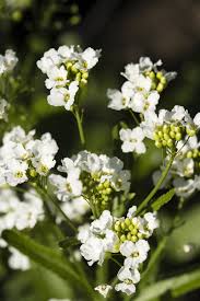 Attēlu rezultāti vaicājumam “Armoracia rusticana flower”