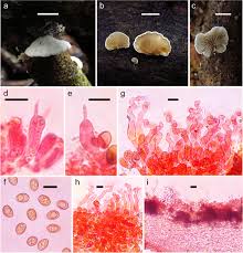 Attēlu rezultāti vaicājumam “Crepidotus versutus”