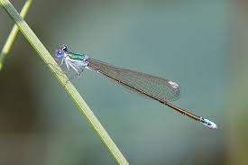 Attēlu rezultāti vaicājumam “Nehalennia speciosa”