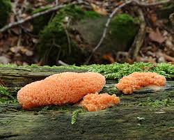 Attēlu rezultāti vaicājumam “Tubifera ferruginosa (subsp. ferruginosa) sessile”