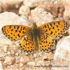 Attēlu rezultāti vaicājumam “Clossiana euphrosyne”