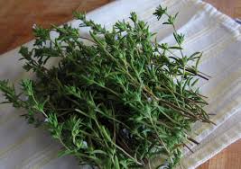 Image result for Satureja hortensis