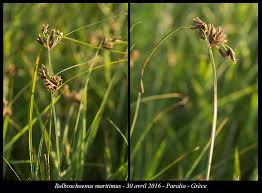 Attēlu rezultāti vaicājumam “Bolboschoenus maritimus”