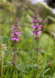 Attēlu rezultāti vaicājumam “Stachys palustris”