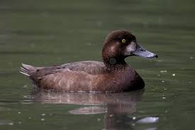 Image result for Aythya marila