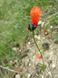 Attēlu rezultāti vaicājumam “Papaver argemone bud”