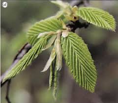 Attēlu rezultāti vaicājumam “Carpinus betulus leaf”