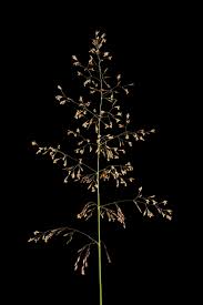 Attēlu rezultāti vaicājumam “Agrostis capillaris”