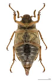 Attēlu rezultāti vaicājumam “Melolontha melolontha”