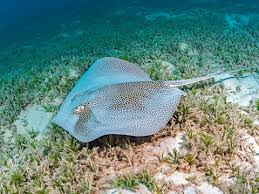 Image result for Himantura uarnak