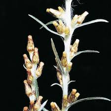 Attēlu rezultāti vaicājumam “Gnaphalium sylvaticum bud”