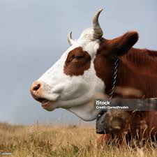 Attēlu rezultāti vaicājumam “Bos primigenius taurus”