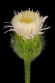 Attēlu rezultāti vaicājumam “Erigeron acris flower”