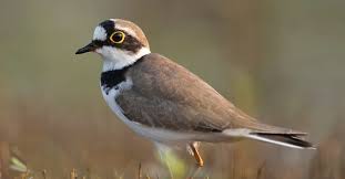 Attēlu rezultāti vaicājumam “Charadrius dubius adult”