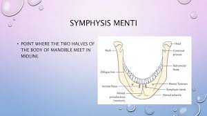 Image result for body midline