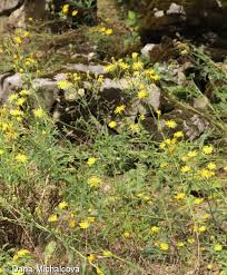Attēlu rezultāti vaicājumam “Hieracium umbellatum flower”