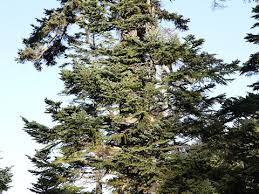 Attēlu rezultāti vaicājumam “Abies mariesii”