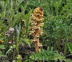 Attēlu rezultāti vaicājumam “Orobanche reticulata”