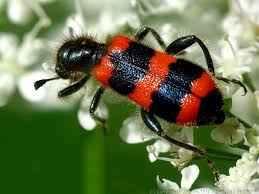 Attēlu rezultāti vaicājumam “Trichodes apiarius”