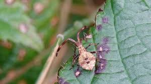 Attēlu rezultāti vaicājumam “Coreus marginatus”