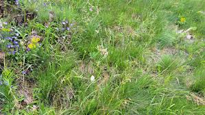 Attēlu rezultāti vaicājumam “Luzula luzuloides”