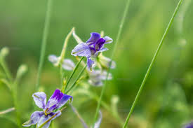 Attēlu rezultāti vaicājumam “Consolida regalis flower”