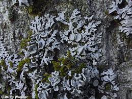 Attēlu rezultāti vaicājumam “Physconia distorta”