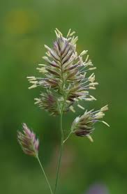 Attēlu rezultāti vaicājumam “Dactylis glomerata subsp. glomerata”