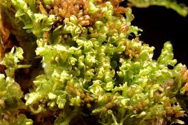 Attēlu rezultāti vaicājumam “Mylia anomala”