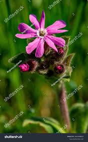 Attēlu rezultāti vaicājumam “Silene dioica flower”