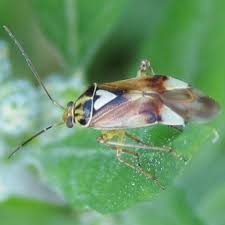 Attēlu rezultāti vaicājumam “Lygus pratensis imago”