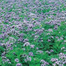 Attēlu rezultāti vaicājumam “Phacelia tanacetifolia”