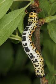 Attēlu rezultāti vaicājumam “Abraxas grossulariata”