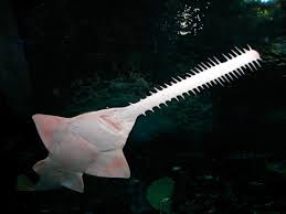 Image result for Pristis pristis