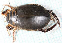 Attēlu rezultāti vaicājumam “Acilius sulcatus female”