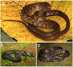 Attēlu rezultāti vaicājumam “Badhamia bethelii stalked”