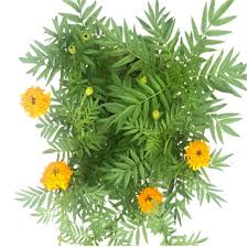 Attēlu rezultāti vaicājumam “Tagetes leaf”