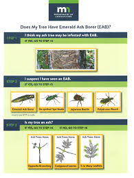 Attēlu rezultāti vaicājumam “Heterotrichia insignis (syn. Arcyria insignis) macro”