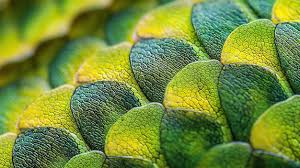 Image result for reptile scales