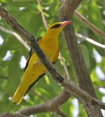 Attēlu rezultāti vaicājumam “Oriolus oriolus male”