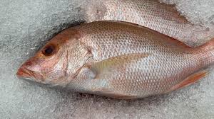 Image result for Lutjanus campechanus