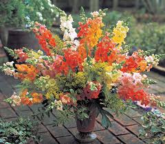 Image result for Antirrhinum majus
