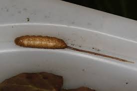 Attēlu rezultāti vaicājumam “Eristalis sp.”